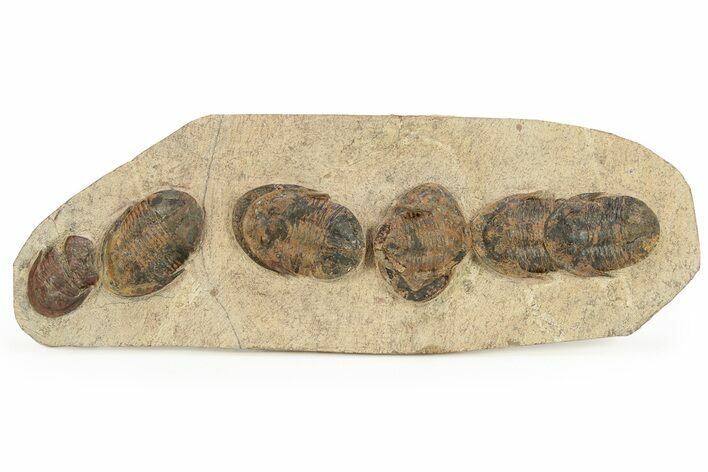 Line Of Eight Asaphellus Trilobites - Morocco #260005